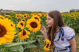 Expoflora de Holambra comemora 165 anos da imigração holandesa no Brasil