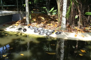 Bosque da Ciência reabre para visitação com novidades