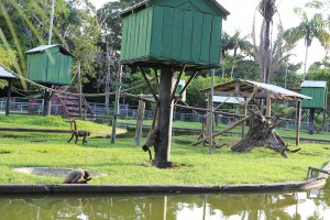 Zoológico do CIGS abriga mais de 200 animais da fauna amazônica