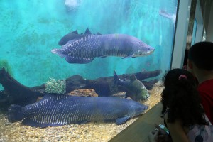 De graça: Zoológico do CIGS não cobra entrada até 12 de outubro