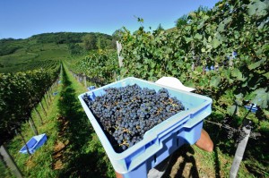 Hora de celebrar o vinho: Vindima em Bento Gonçalves, a festa da colheita da uva