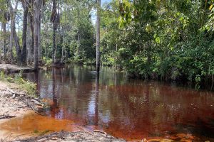 Novo Airão: um paraíso refrescante com águas de legítimo igarapé, no balneário Mato Grosso