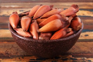 Música, cultura e gastronomia na tradicional Festa do Pinhão de Cunha