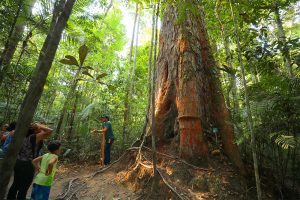 Museu da Amazônia tem trilhas, lago de vitórias-régias e torre de observação