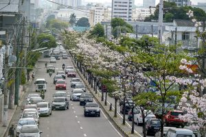 Ipês dão colorido especial à avenida Djalma Batista