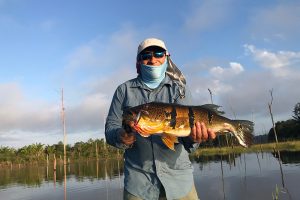 Pesca do tucunaré tem excelente opção no lago de Balbina, após trabalho de conscientização para pesca esportiva