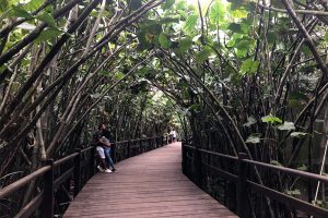 Mangal das Garças, riqueza amazônica no coração de Belém