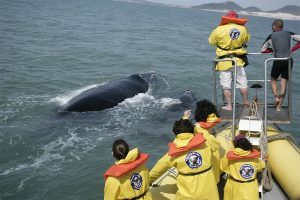 Começa a temporada das baleias francas na Praia do Rosa, em Santa Catarina.