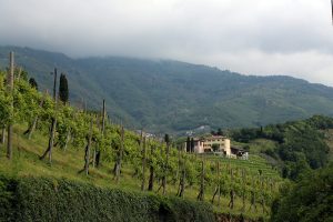 Nas Colinas do Prosecco, um roteiro pelo mais novo patrimônio da humanidade da Itália