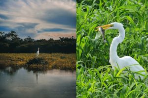 Bom dia, Parintins: o show de imagens da Ilha dos Bumbás